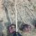 黄栌8~10cm2.5~3m