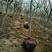 黄栌8~10cm2.5~3m