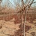 黄栌8~10cm2.5~3m