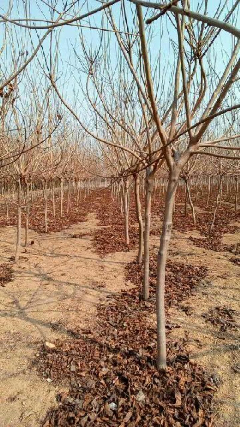 黄栌8~10cm2.5~3m