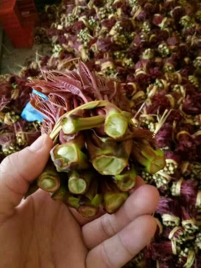 香椿10cm以下