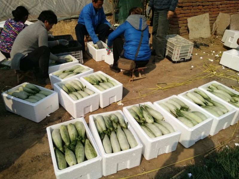 博洋61甜瓜产地直供货源充足质优价廉适合市场批发团购平台