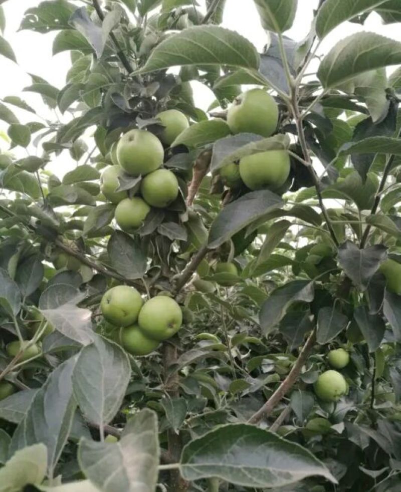 辽核1号核桃苗50~100cm一年苗