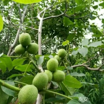 辽核1号核桃苗50~100cm一年苗