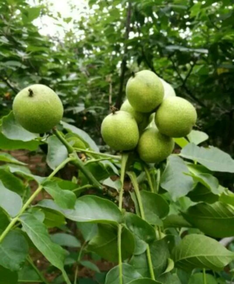 辽核1号核桃苗50~100cm一年苗
