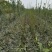 辽核1号核桃苗50~100cm一年苗
