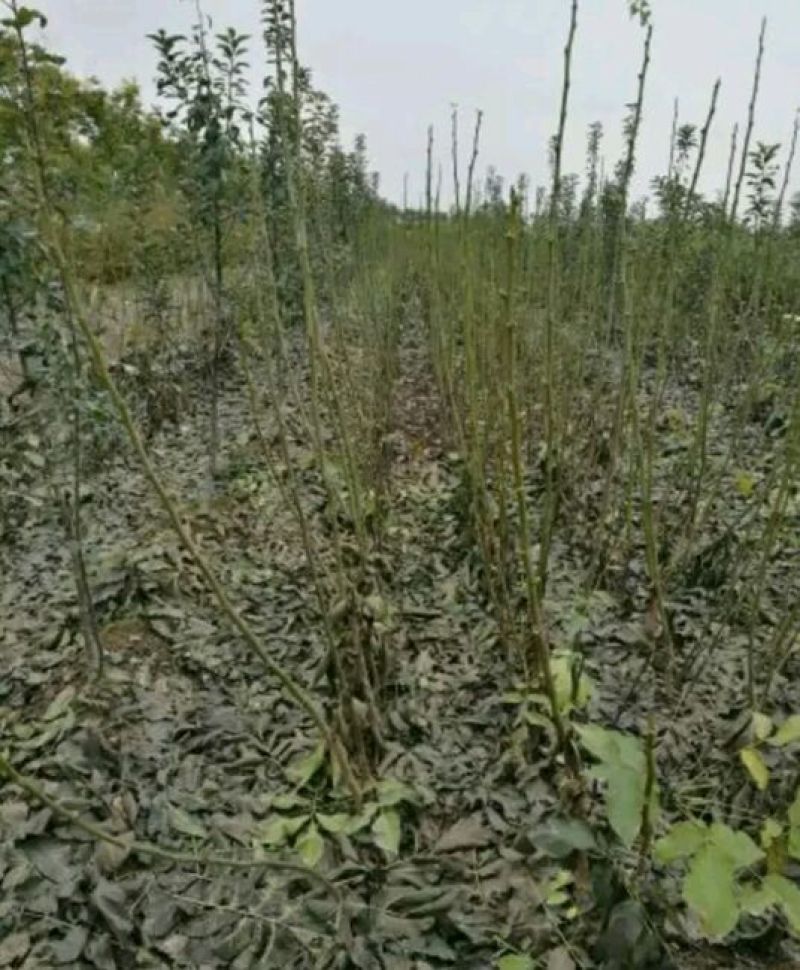辽核1号核桃苗50~100cm一年苗