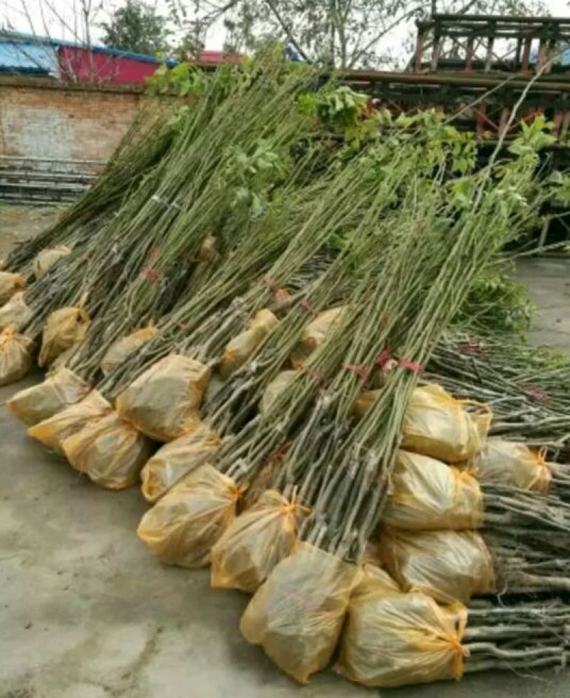 辽核1号核桃苗50~100cm一年苗
