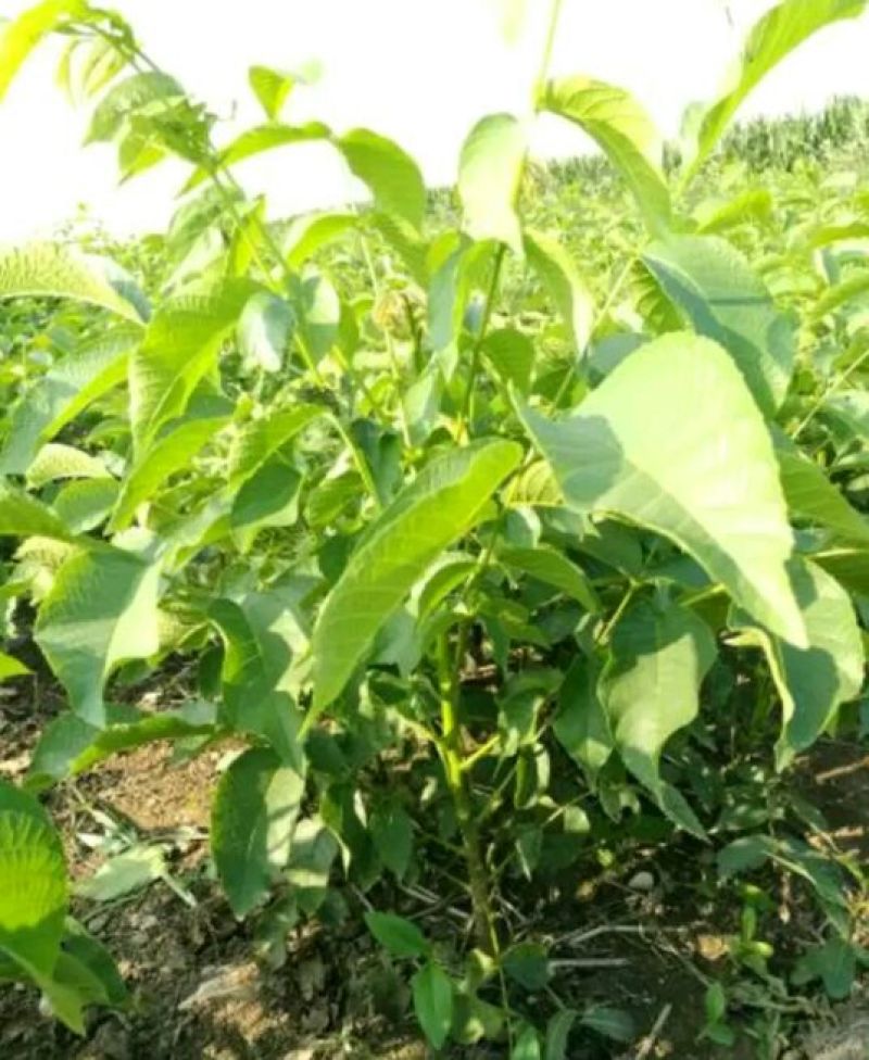 辽核1号核桃苗50~100cm一年苗