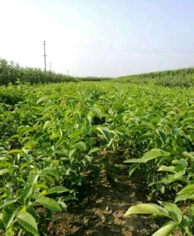 辽核1号核桃苗50~100cm一年苗