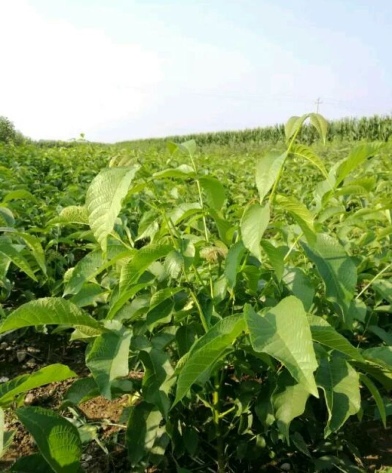 辽核1号核桃苗50~100cm一年苗