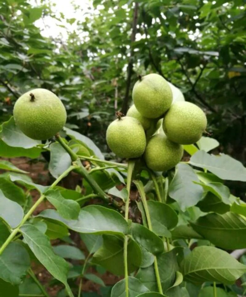辽核1号核桃苗50~100cm一年苗