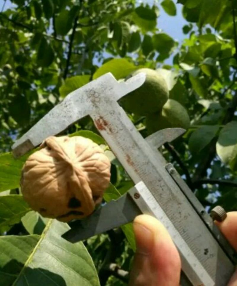 辽核1号核桃苗50~100cm一年苗