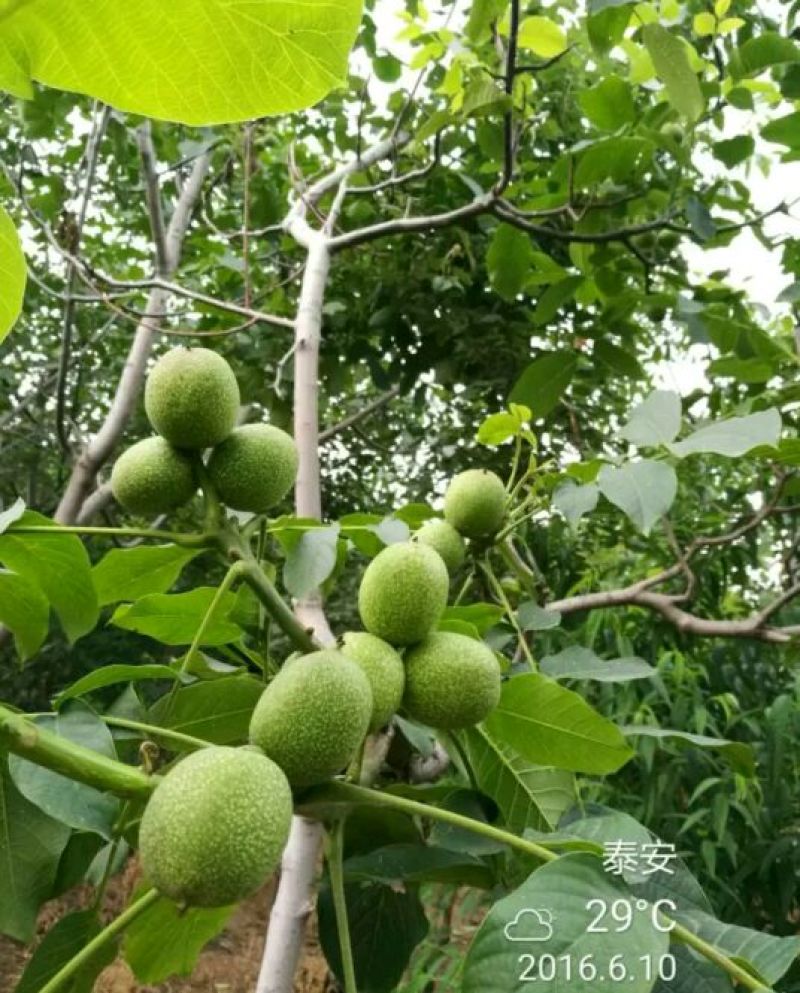 辽核1号核桃苗50~100cm一年苗