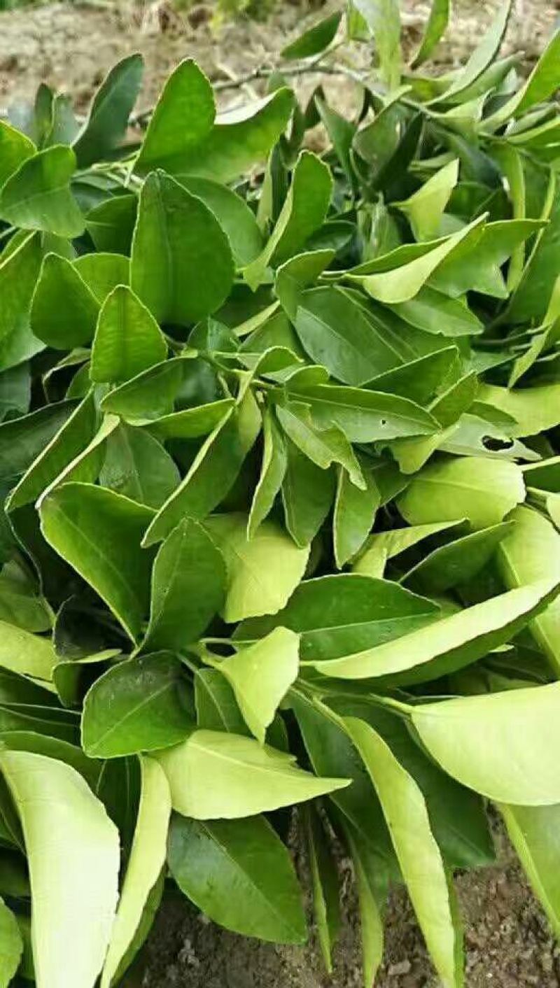 沙糖桔苗30~50cm