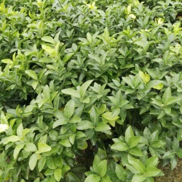 沙糖桔苗30~50cm