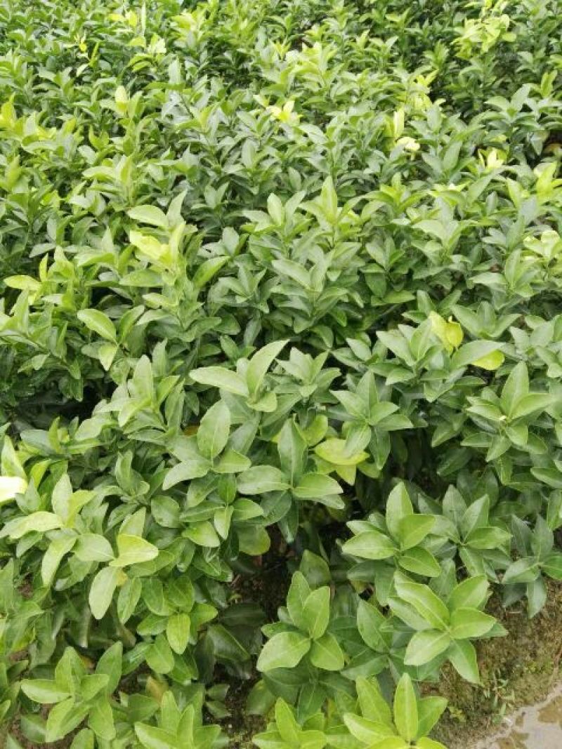 沙糖桔苗30~50cm