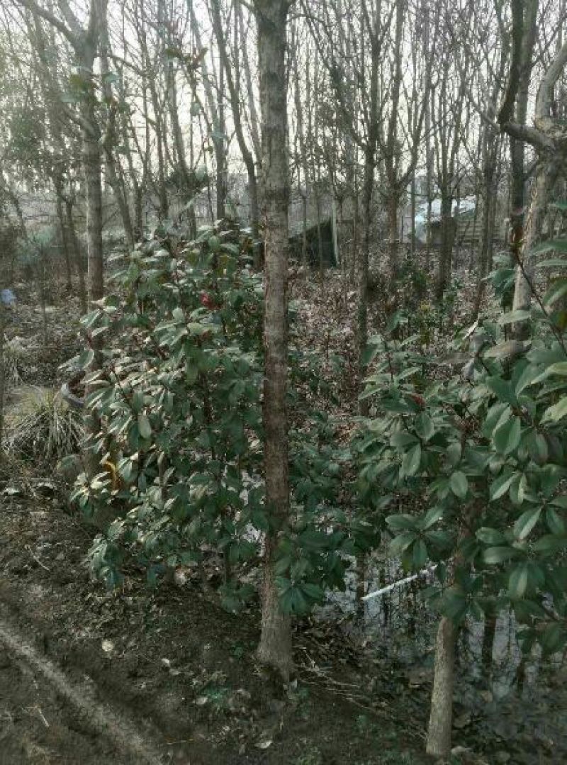 流苏5~10cm