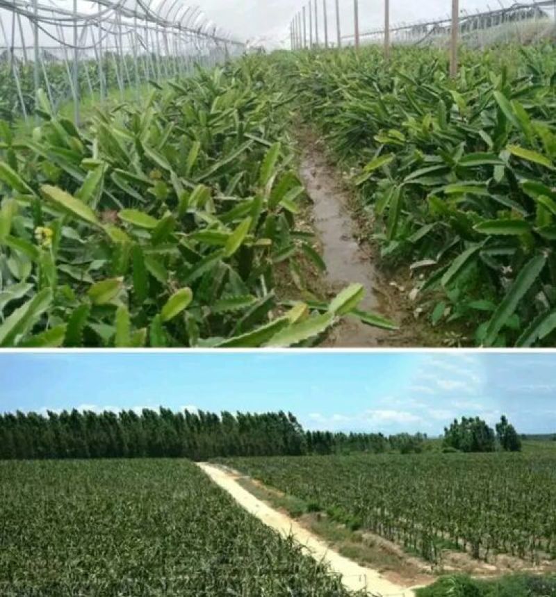 火龙果苗80~110种苗