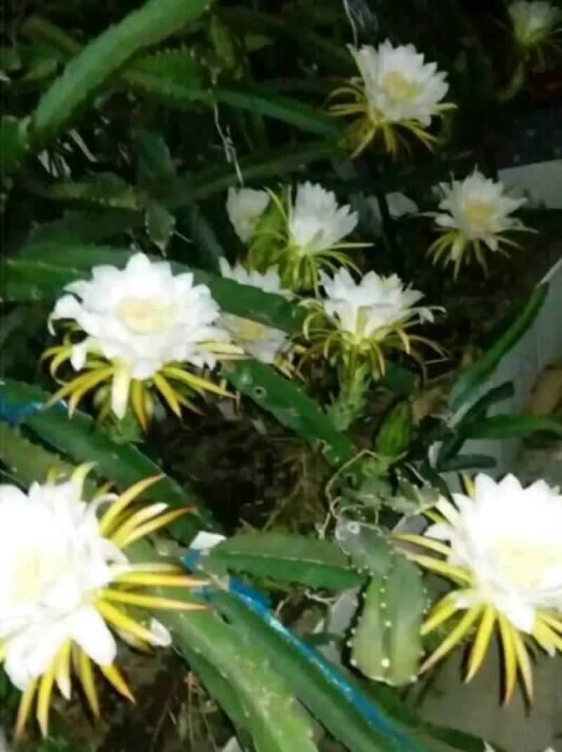 火龙果苗80~110种苗