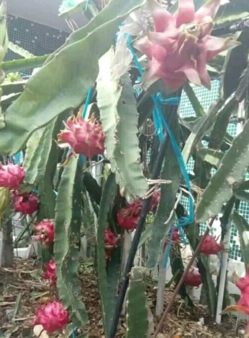 火龙果苗80~110种苗
