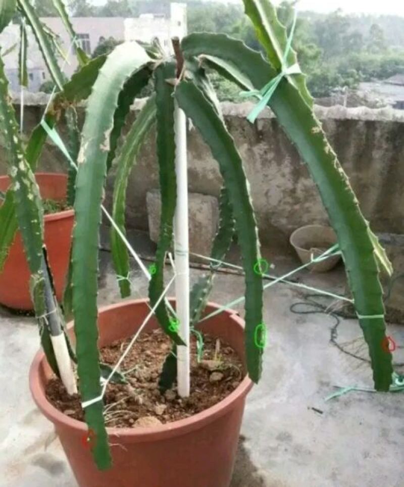 火龙果苗80~110种苗
