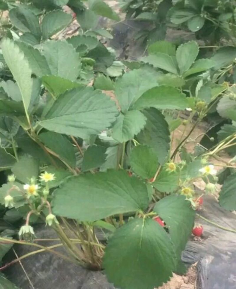丰香草莓苗跟踪服务