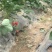 丰香草莓苗跟踪服务