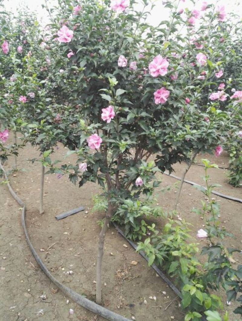 红花木槿树4~6cm4cm以下2.5~3米