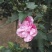 红花木槿树4~6cm4cm以下2.5~3米
