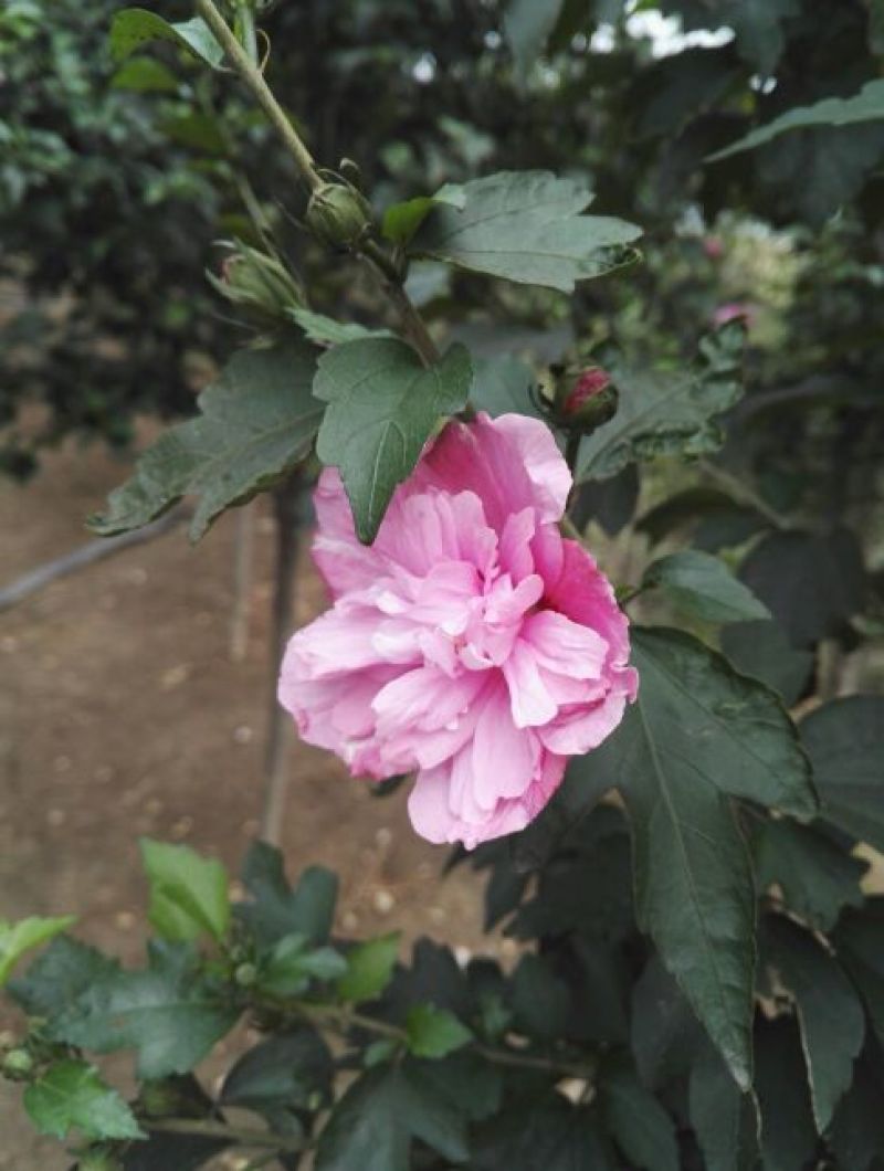 红花木槿树4~6cm4cm以下2.5~3米