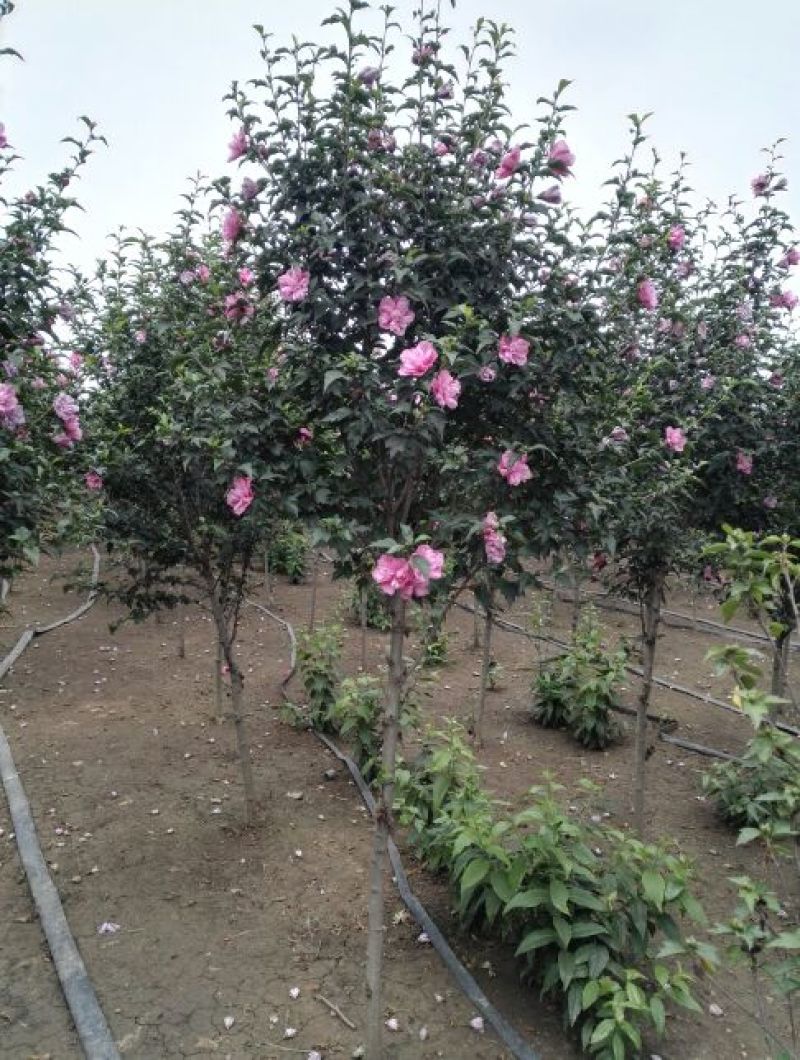 红花木槿树4~6cm4cm以下2.5~3米