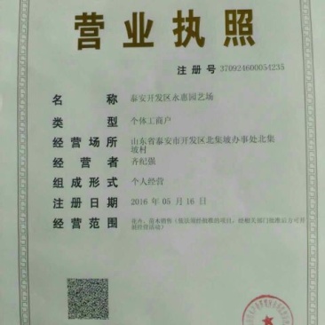 杏树2~4cm4cm以下1.5~2米