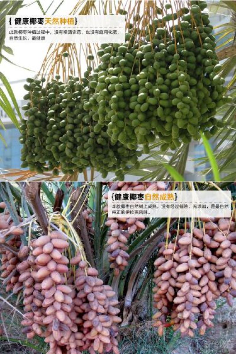 黄金椰枣又称伊拉克蜜枣天然食品无任何添加