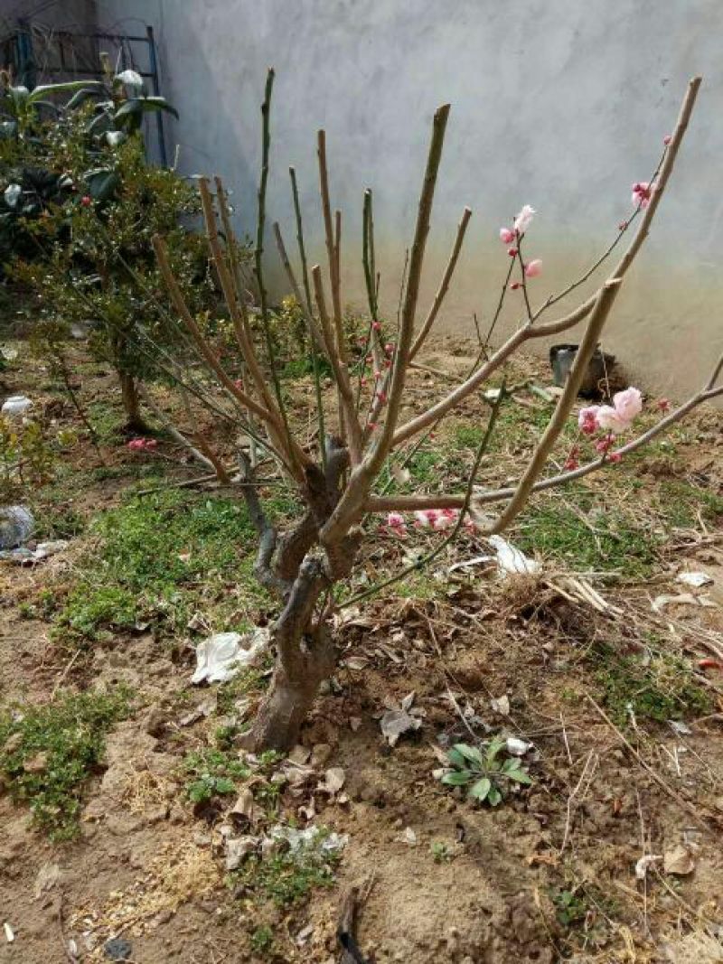 红梅苗