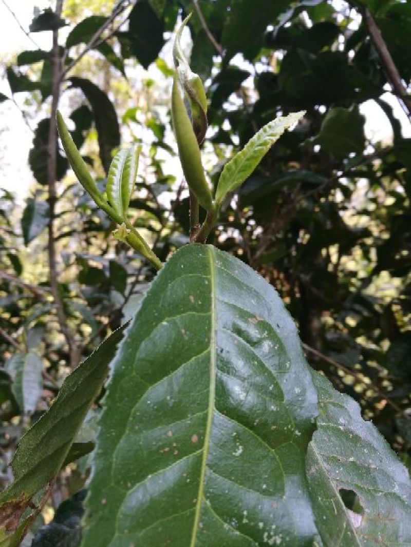 古树普洱茶一级
