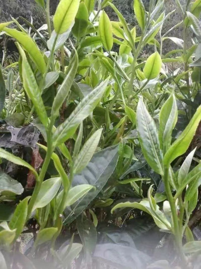 古树普洱茶一级