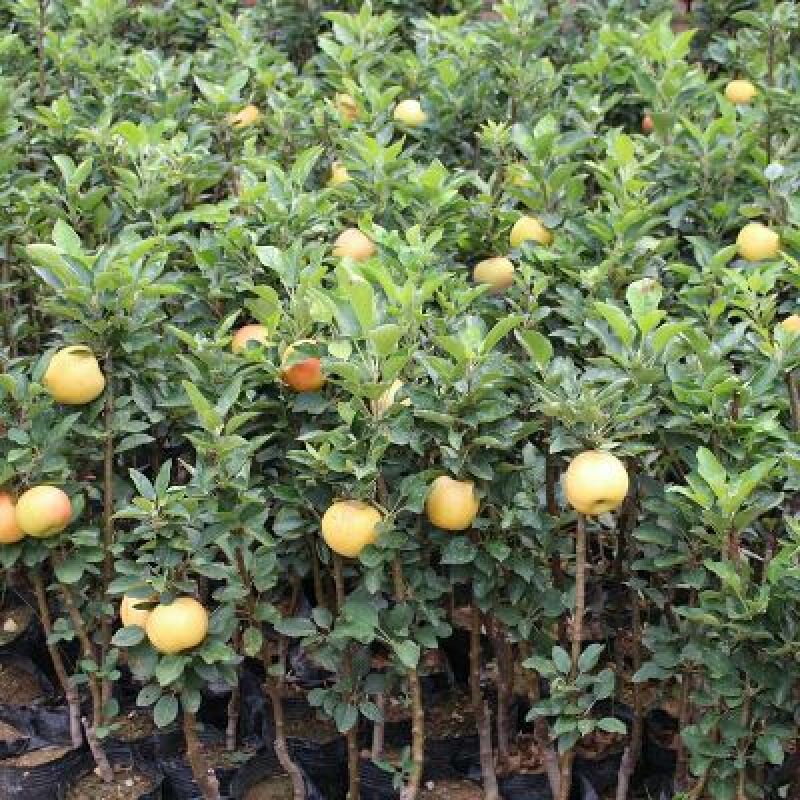 红富士苹果树苗80cm以上