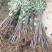 红富士苹果树苗80cm以上