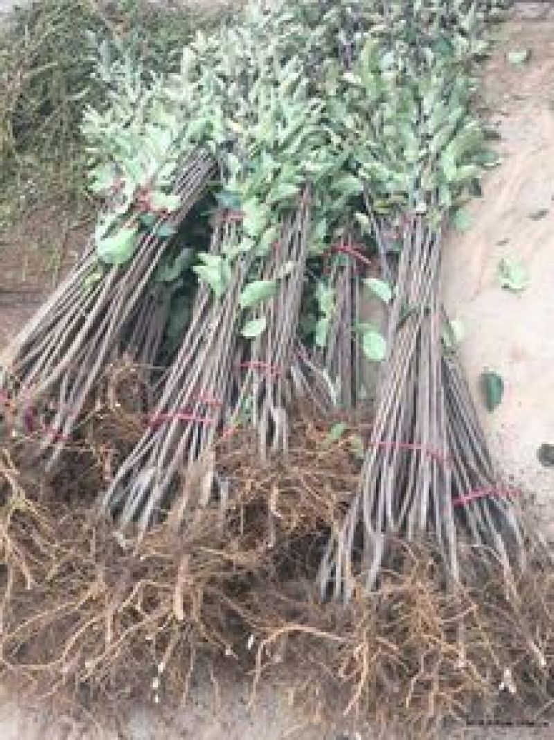 红富士苹果树苗80cm以上