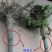 红富士苹果树苗80cm以上