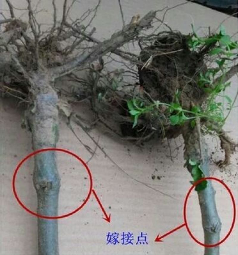 红富士苹果树苗80cm以上
