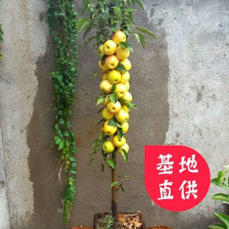 红富士苹果树苗80cm以上
