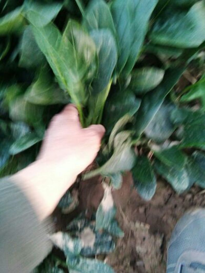 越冬菠菜菠菜30~35厘米
