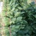 越冬菠菜菠菜30~35厘米