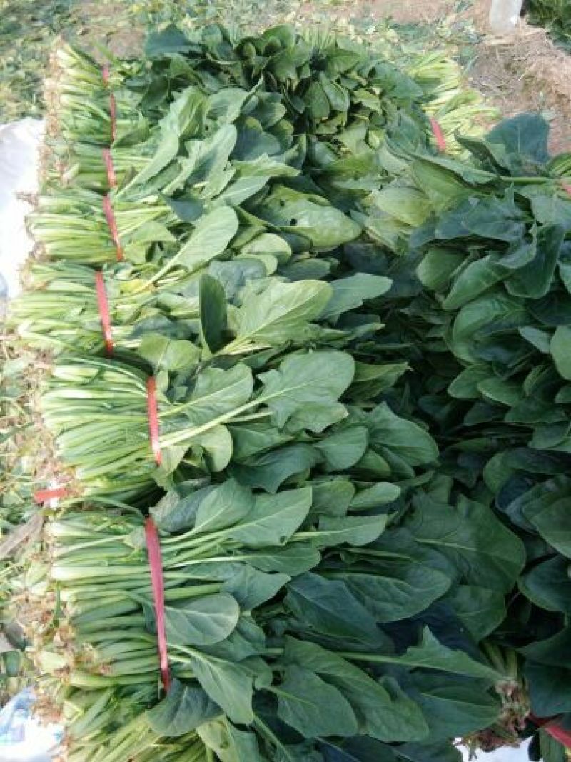 越冬菠菜菠菜30~35厘米
