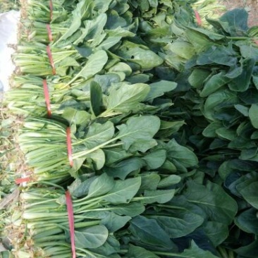 越冬菠菜菠菜30~35厘米