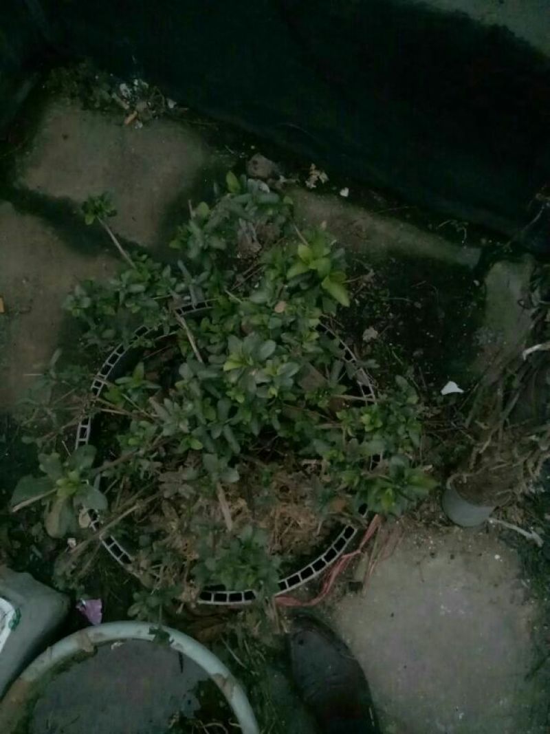 金银花1米以下