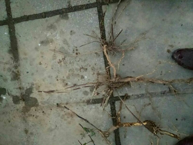 金银花1米以下