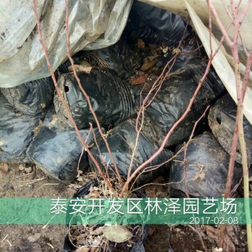 蓝莓苗2年以上50~80cm